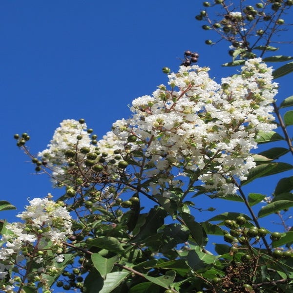 Lagerstroemia Halbstamm (Lagerstroemia indica 'Burgundy Cotton')