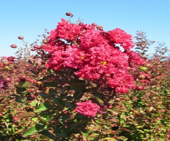 Rote Lagerstroemie als Baum (Lagerstroemia indica)