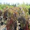 Persischer Schlafbaum als Halbstamm (Albizia 'Chocolate Fountain')