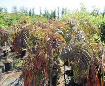 Persischer Schlafbaum als Halbstamm (Albizia 'Chocolate Fountain')
