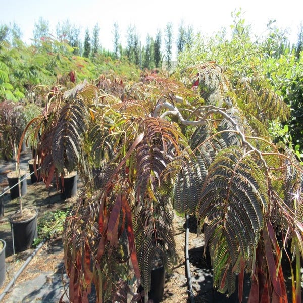 Persischer Schlafbaum als Halbstamm (Albizia 'Chocolate Fountain')