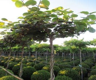 Kiwipflanze als Dachbaum (Actinidia chinensis)
