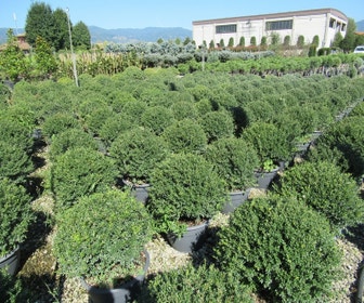 Japanische Stechpalme als Kugelform (Ilex crenata 'Stokes')