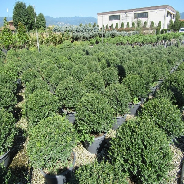 Japanische Stechpalme als Kugelform (Ilex crenata 'Stokes')