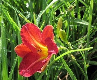 Taglilie (Hemerocallis 'Red Rum')