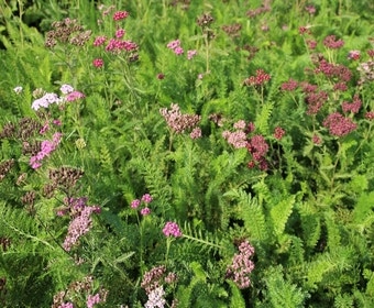 Schafgarbe (Achillea millefolium 'Cerise Queen')