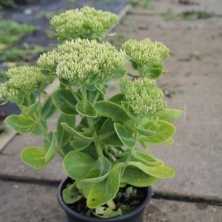 Vetkruid (Sedum telephium 'Stardust') C2