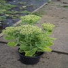 Fetthenne (Sedum telephium 'Stardust')
