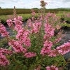 Katzenwedel (Lythrum salicaria 'Blush')