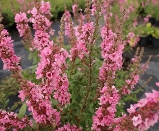 Katzenwedel (Lythrum salicaria 'Blush')