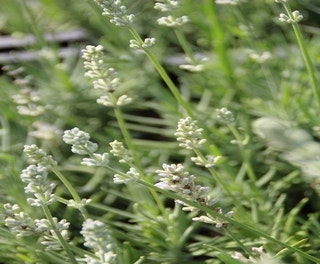 Weißer Lavendel (Lavandula angustifolia 'Nana Alba' )