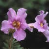 Garten-Gloxinie (Incarvillea delavayi)