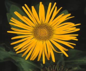 Alant (Inula ensifolia)