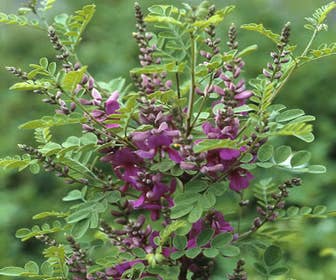 Indigo-Strauch (Indigofera heterantha)