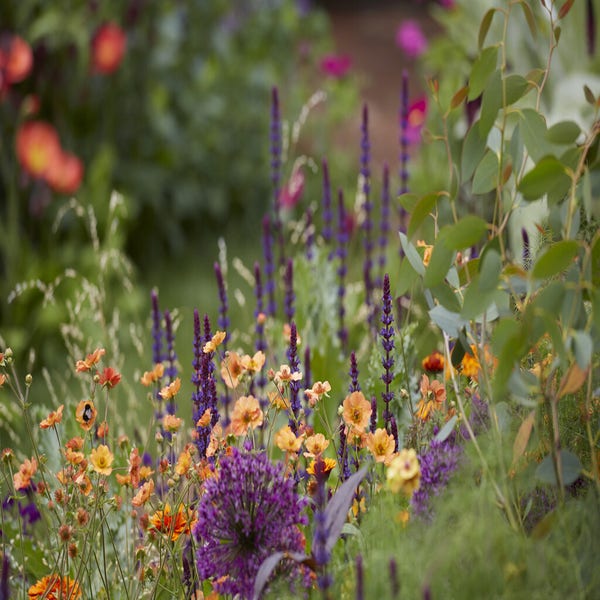 Plantencombinatie voorbeeld met Salvia, Geum en Allium
