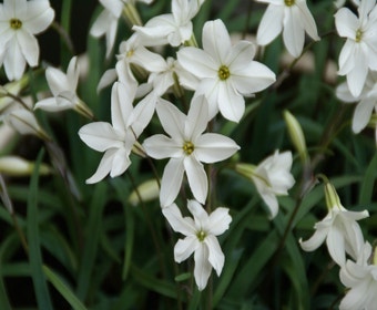 Alte Weiber (Ipheion uniflorum 'Alberto Castillo')