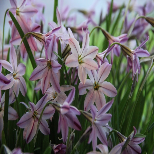 Ipheion uniflorum 'Tessa' (Oude wijfjes)
