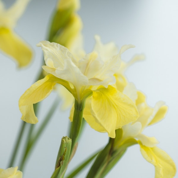 Sibirische Schwertlilie (Iris sibirica 'Moon Silk')