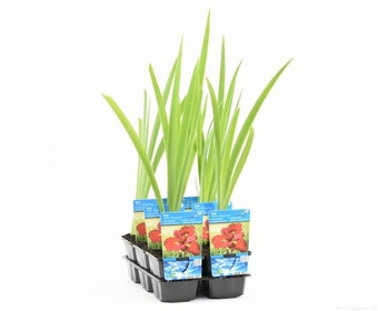 Iris (Iris 'Ann Chowing')