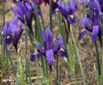 Zwergiris (Iris reticulata 'Blue Hill')