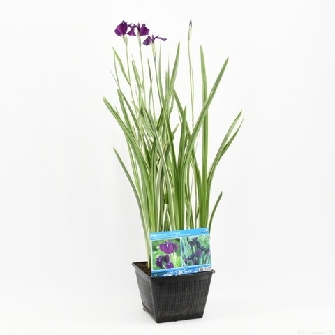 Iris (Iris kaempferi 'Variegata')