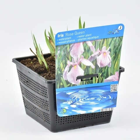 Japanse Iris (Iris laevigata 'Rose Queen') 18 cm mand