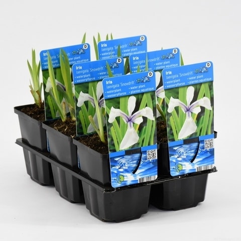 Japanische Iris (Iris laevigata 'Snowdrift')