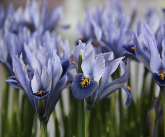 Zwergiris (Iris reticulata 'Alida')