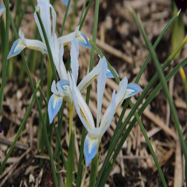 Iris reticulata 'Frozen Planet' (Dwergiris)
