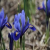 Zwergiris (Iris reticulata 'Harmony')