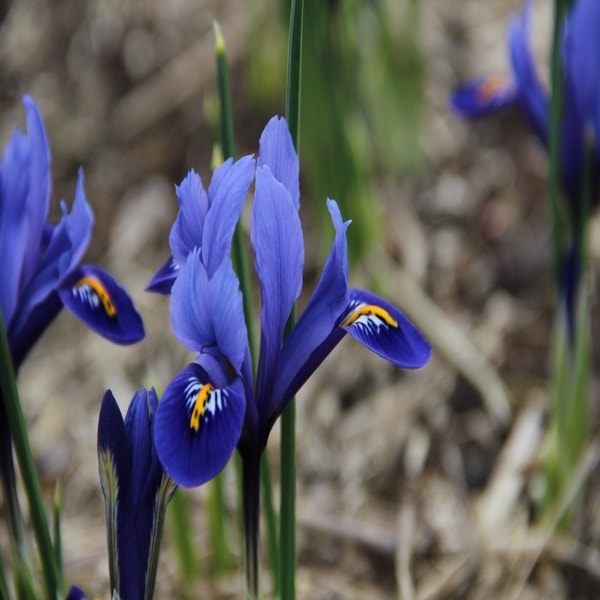 Iris reticulata 'Harmony' (Dwergiris)