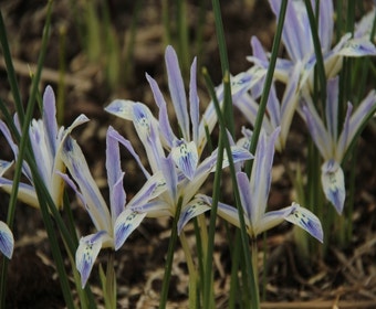 Zwergiris (Iris reticulata 'Painted Lady')