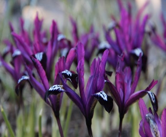 Zwergiris (Iris reticulata 'Pauline')