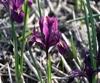 Zwergiris (Iris reticulata 'Rejoice')