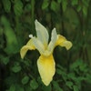 Sibirische Schwertlilie (Iris sibirica 'Butter and Sugar' Blumenzwiebel)