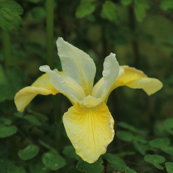 Sibirische Schwertlilie (Iris sibirica 'Butter and Sugar' Blumenzwiebel)