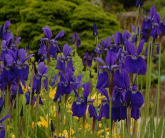 Sibirische Schwertlilie (Iris sibirica 'Caesar's Brother') Blumenzwiebel