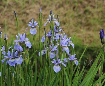 Sibirische Schwertlilie (Iris sibirica 'Perry's Blue')