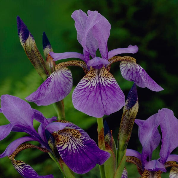 Sibirische Schwertlilie (Iris sibirica 'Blue King')