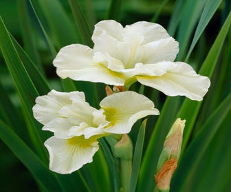 Sibirische Schwertlilie (Iris sibirica 'Harpswell Happiness')