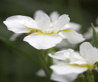 Sibirische Schwertlilie (Iris sibirica 'Snow Queen') - Blumenzwiebel