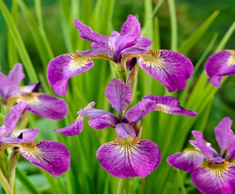 Sibirische Schwertlilie (Iris sibirica 'Sparkling Rose')