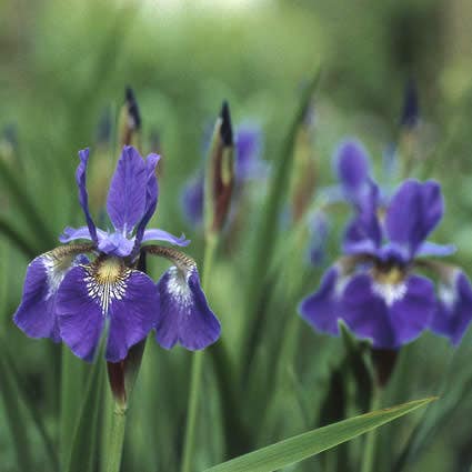 Sibirische Schwertlilie (Iris sibirica 'Perry's Blue')