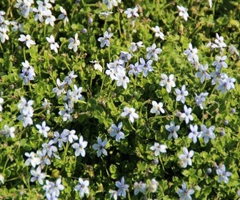 Blauer Bodendecker (Isotoma fluviatilis)
