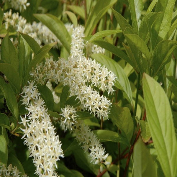 Blütenweide (Itea virginica 'Henry's Garnet')