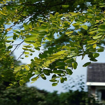 Gele acacia (Robinia pseudoacacia 'Frisia' - Foto iVerde