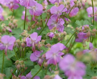Storchschnabel (Geranium cantabrigiense 'Cambridge')