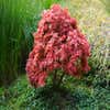 Japanischer Fächerahorn (Acer palmatum 'Pixie')