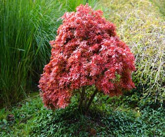 Japanischer Fächerahorn (Acer palmatum 'Pixie')