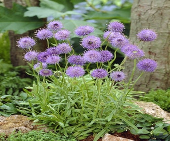 Sandglöckchen (Jasione laevis)
